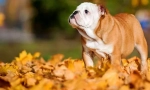 Anglický bulldog (foto): angličan s aristokratickým charakterom